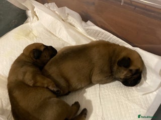 Bullmastiff dogs Bullmastiff puppies for sale - Advert 15