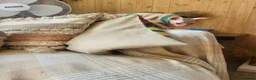 Sphynx cats for sale: Last Canadian sphynx looking for a loving home  - Advert 14