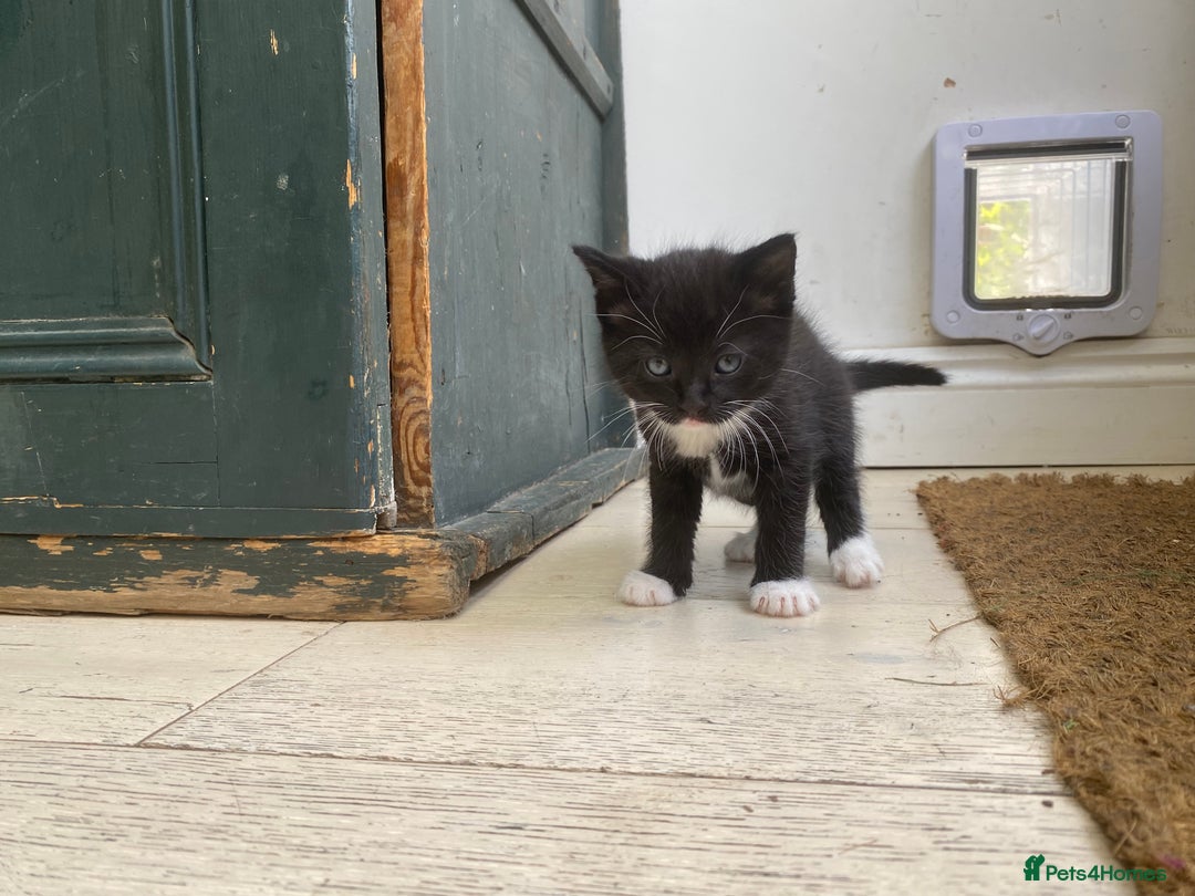 Mixed Breed cats for sale: Four beautiful little kittens - Image 40