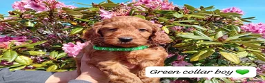 Green Collar Boy
