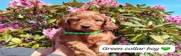 Cockapoo dogs for sale: Gorgeous Red F1b Cockapoos - Advert 4