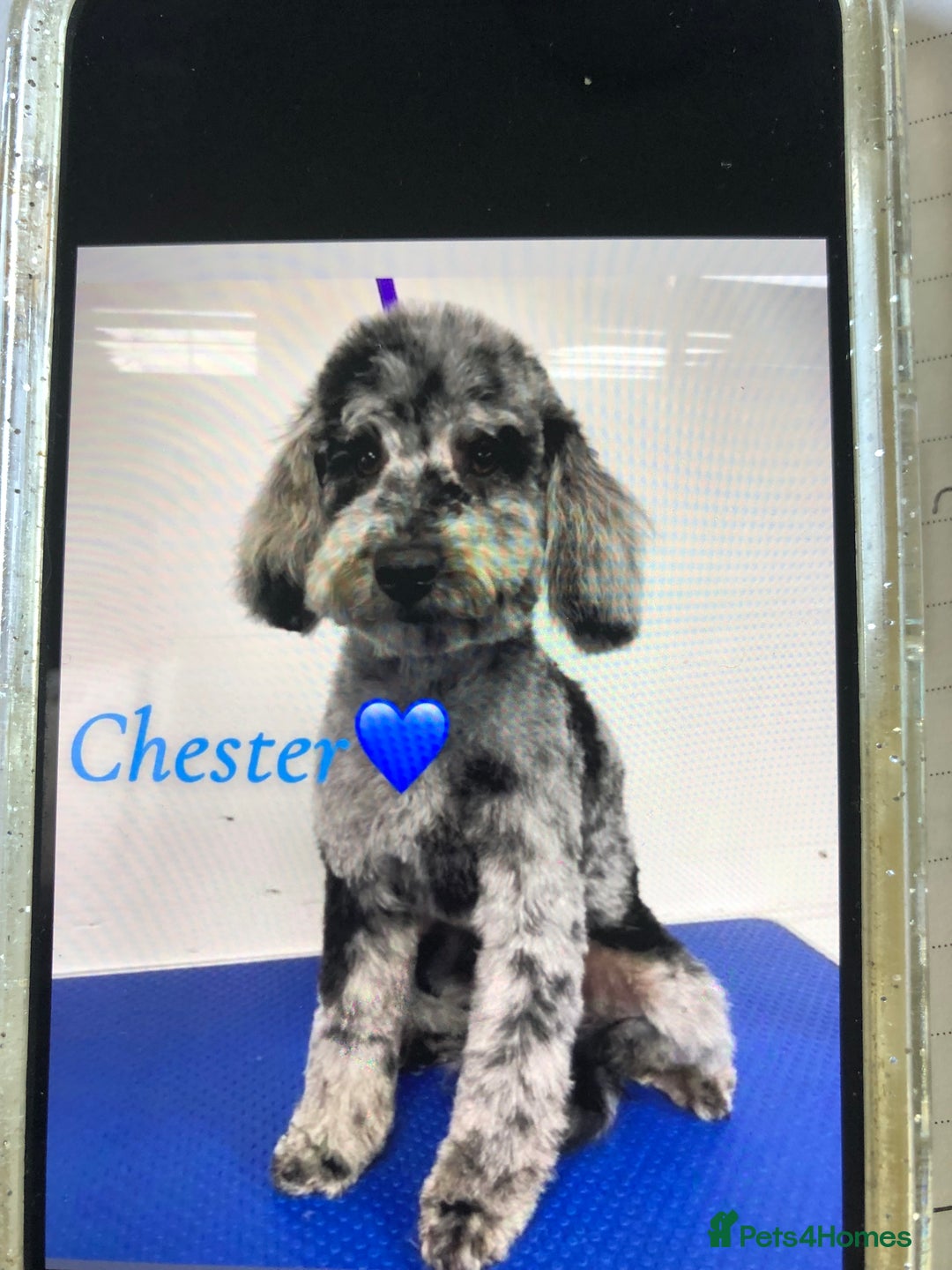Mixed Breed dogs for sale: BEDDIPOO pups 1/2 bedlington 1/2 poodle  - Image 11