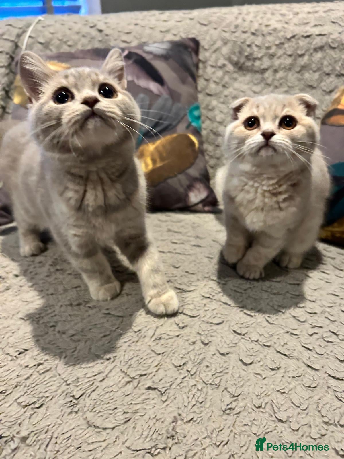 Scottish Fold cats Adorable Scottish Fold Kittens - Advert 1