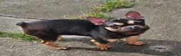 Mixed Breed dogs for sale: French bulldog cross  - Advert 2