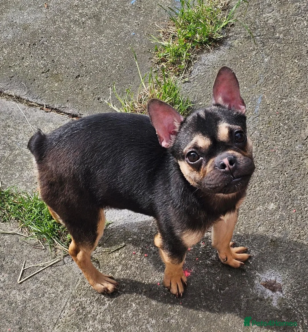 Mixed Breed dogs for sale: French bulldog cross  - Advert 2