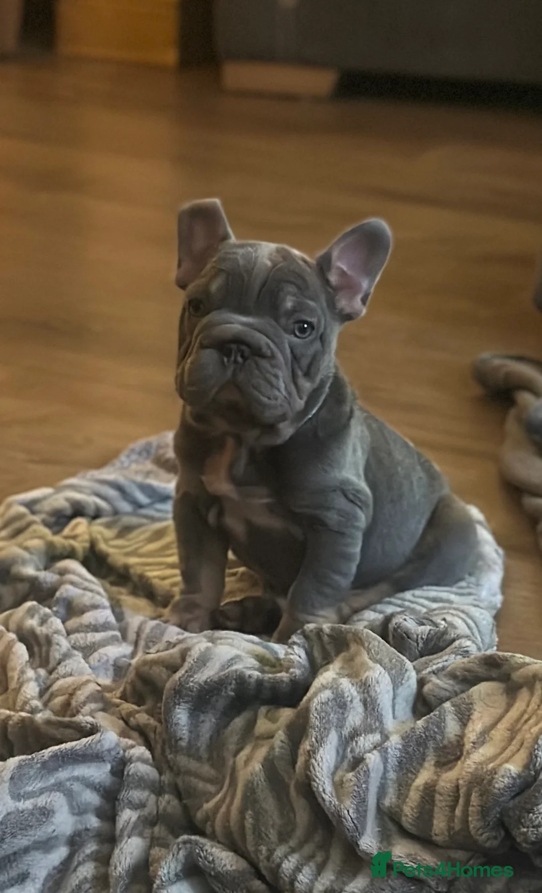 French Bulldog dogs for stud: Visual Big 🧶 Fluffy Stud in Abertillery - Advert 21