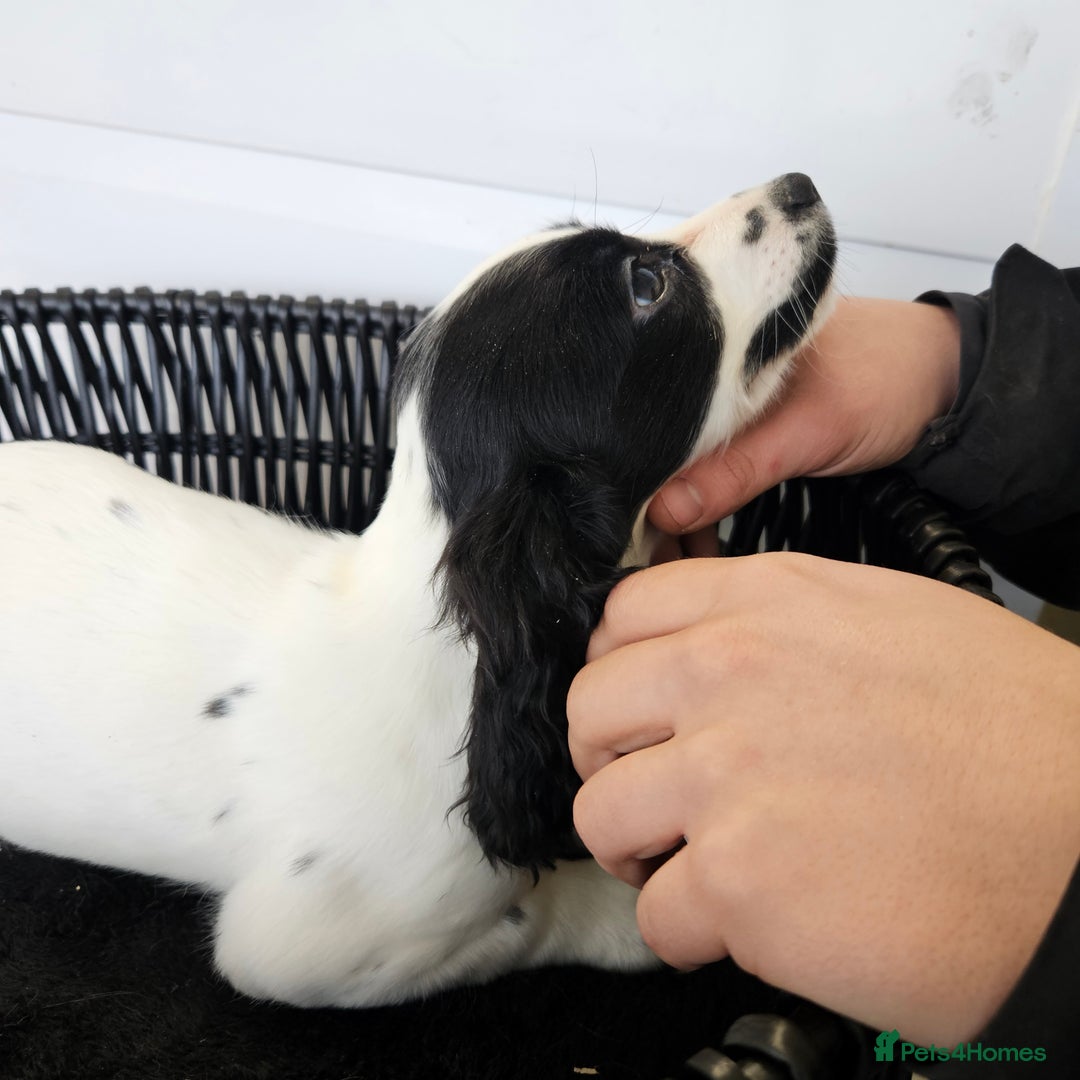 Cocker Spaniel dogs for sale: Working type rare marking cocker spaniels - Advert 33