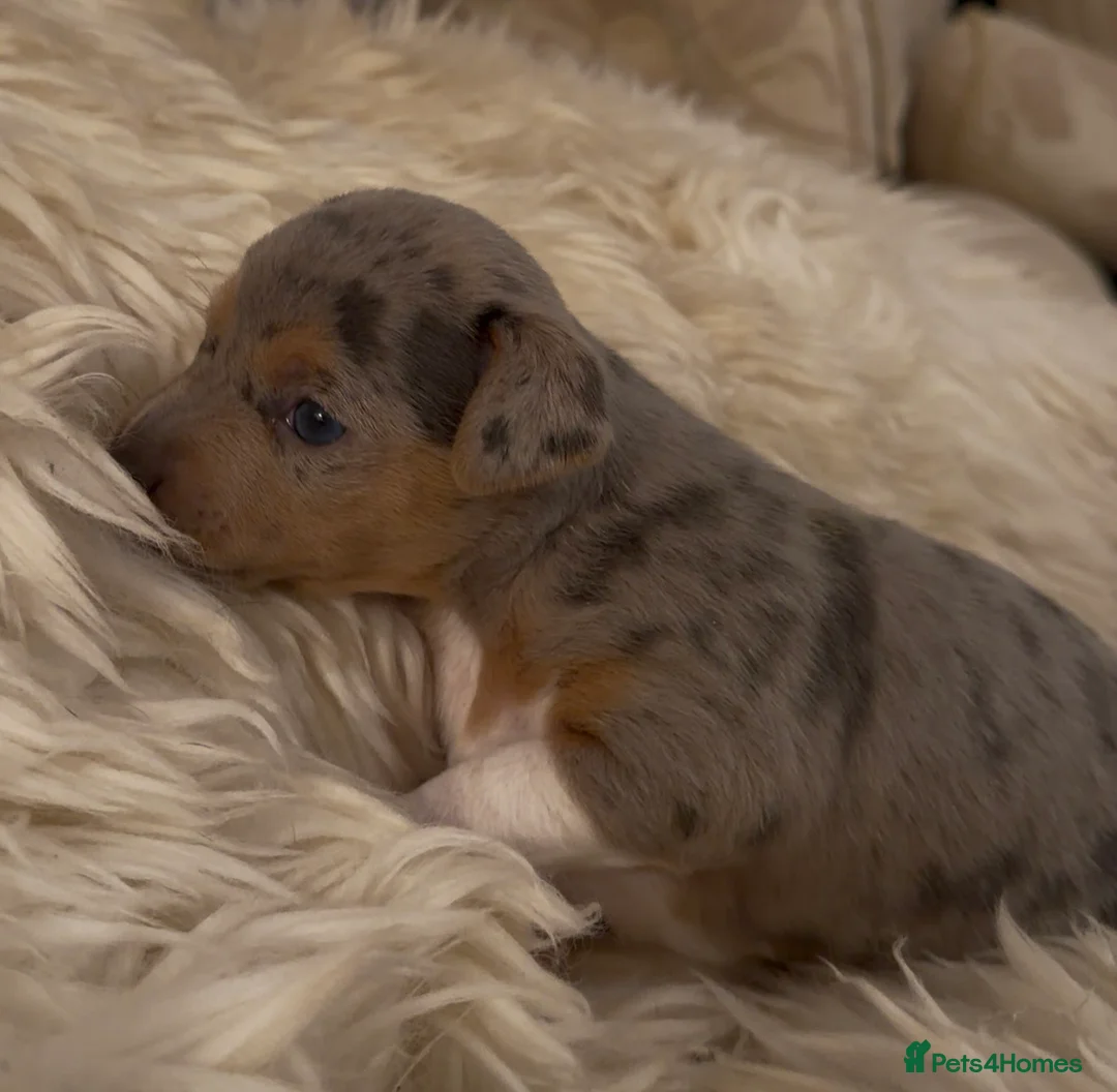 Jack Russell dogs for sale: Perfect Blue and Blue Merle Jack Russell Puppies - Advert 10