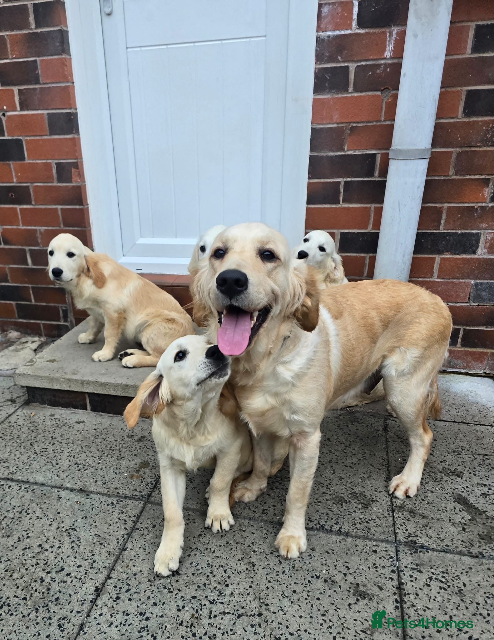 Golden Retriever dogs Golden retriever pups looking for new home - Advert 2