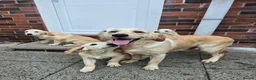 Golden Retriever dogs for sale: Golden retriever pups looking for new home - Advert 1