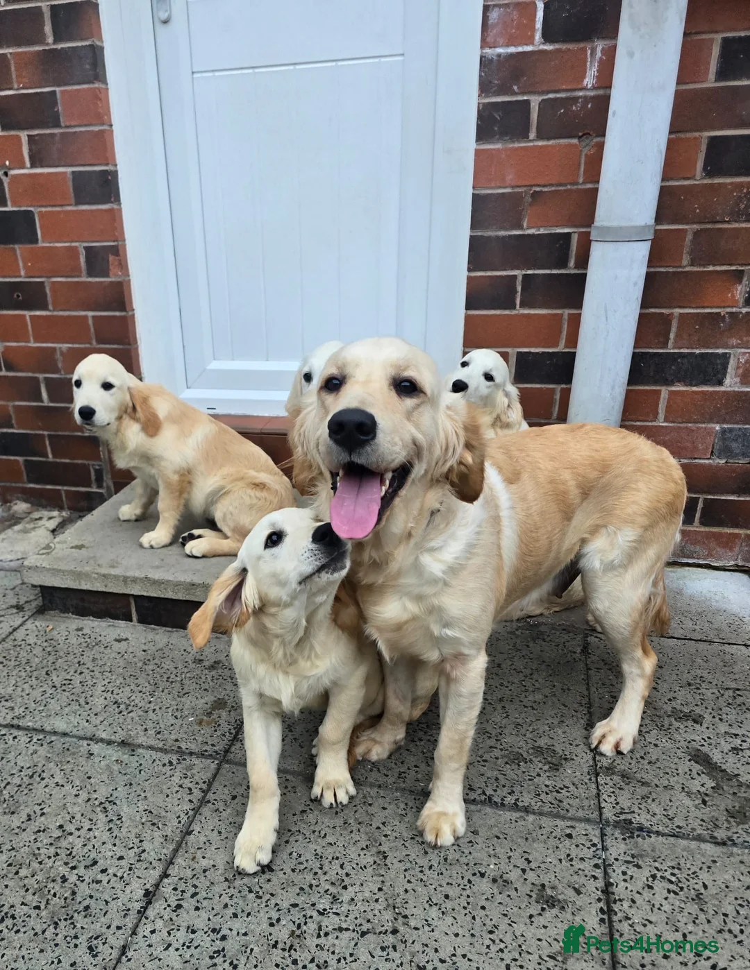 Golden Retriever dogs for sale: Golden retriever pups looking for new home - Advert 1