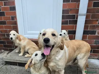 Golden Retriever dogs Golden retriever pups looking for new home - Advert 5