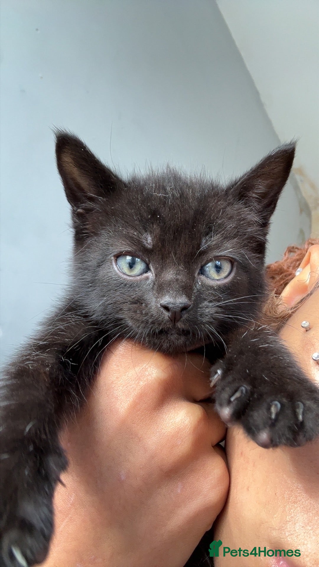Mixed Breed cats 🚨🚨🚨✨ Beautiful Kittens — Ready to Go  - Advert 2