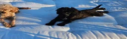 Cockapoo dogs for sale: Roxy, 1 Black girl F1B show cockapoo  - Advert 9