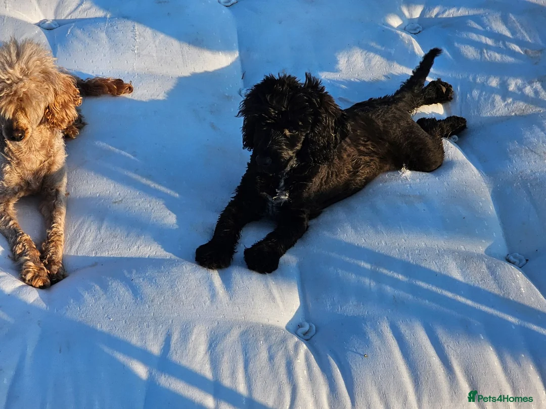 Cockapoo dogs for sale: Roxy, 1 Black girl F1B show cockapoo  - Advert 9