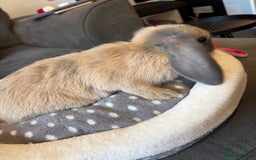 Lionhead rabbits for sale: Beautiful Lionhead/Mixed breed baby rabbits  - Image 10