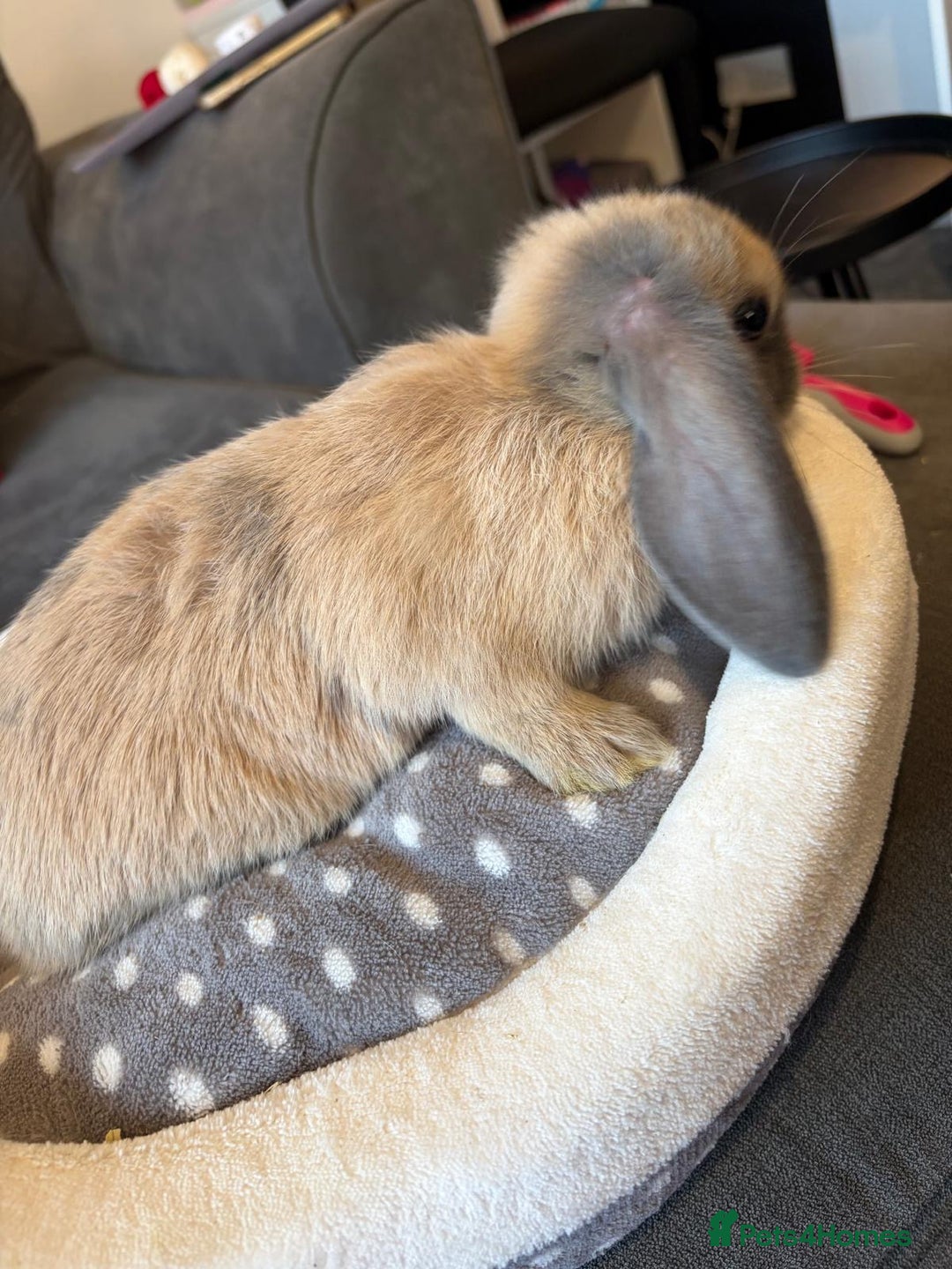 Lionhead rabbits for sale: Beautiful Lionhead/Mixed breed baby rabbits  - Image 10