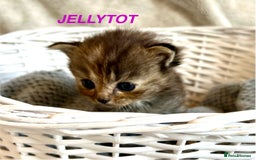 Persian cats for sale: Absolutely Stunning litter of Persian/Ragdolls - Image 20