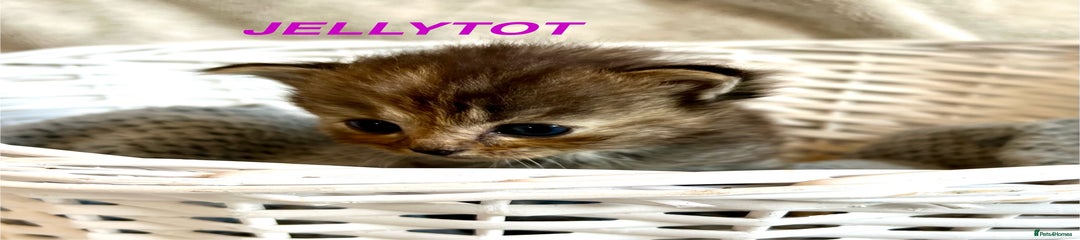 Persian Kitten 7 - Jellytot 