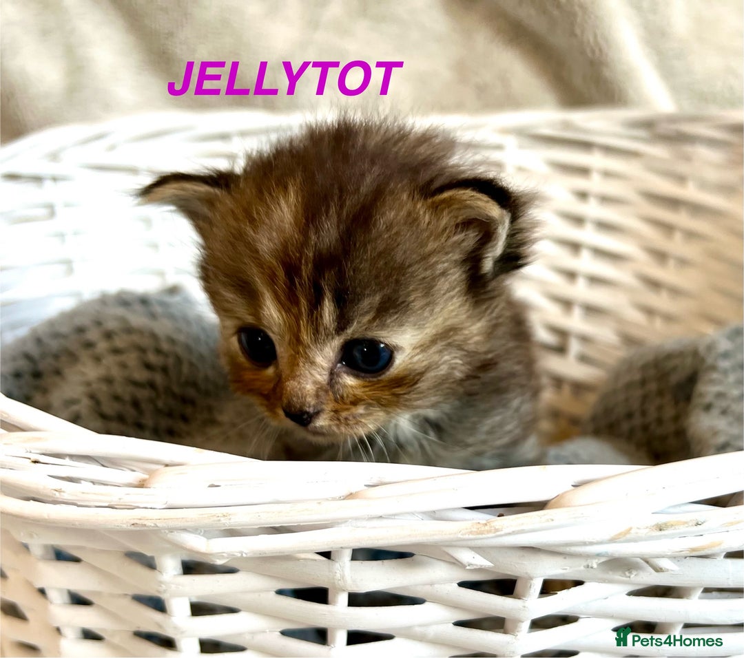 Persian cats for sale: Absolutely Stunning litter of Persian/Ragdolls - Image 20