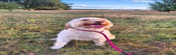 Labradoodle dogs for sale: Multi generation miniature Labradoodle - Advert 1