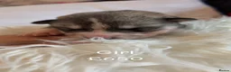 Siberian Husky dogs for sale: Siberian Huskies Full Breed - Advert 13