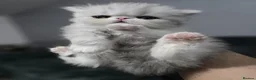 Persian cats for sale: PIKKI FACE PERSIAN KITTENS - WINNER BLOODLINE - Advert 4