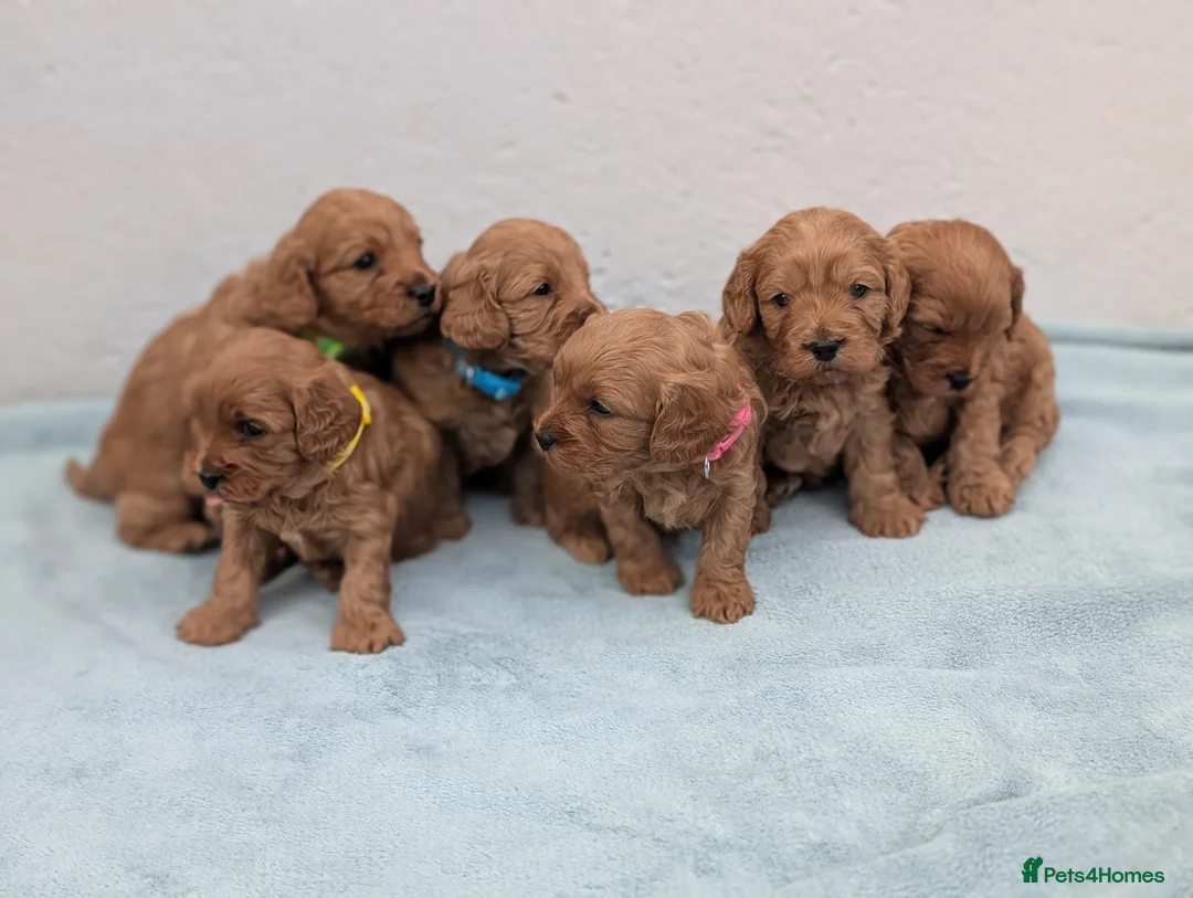 Cavapoo dogs for sale: Gorgeous F1bb cavapoo puppies in Keswick - Advert 1