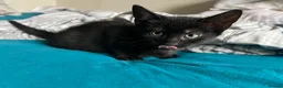 Mixed Breed cats for sale: 5 boys and 1 girl looking for forever homes in Manchester - Advert 4