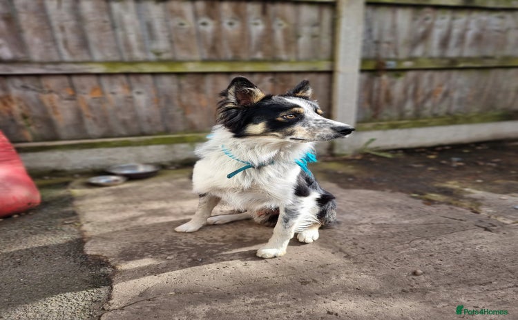 Border Collie dogs for sale - Advert 1