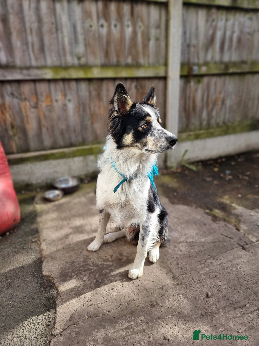 Border Collie dogs for sale: Rehome - Image 1