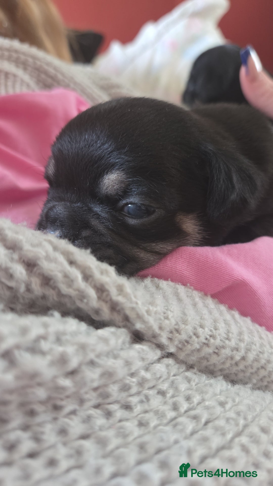 Frug dogs for sale: Frug pup - Image 4