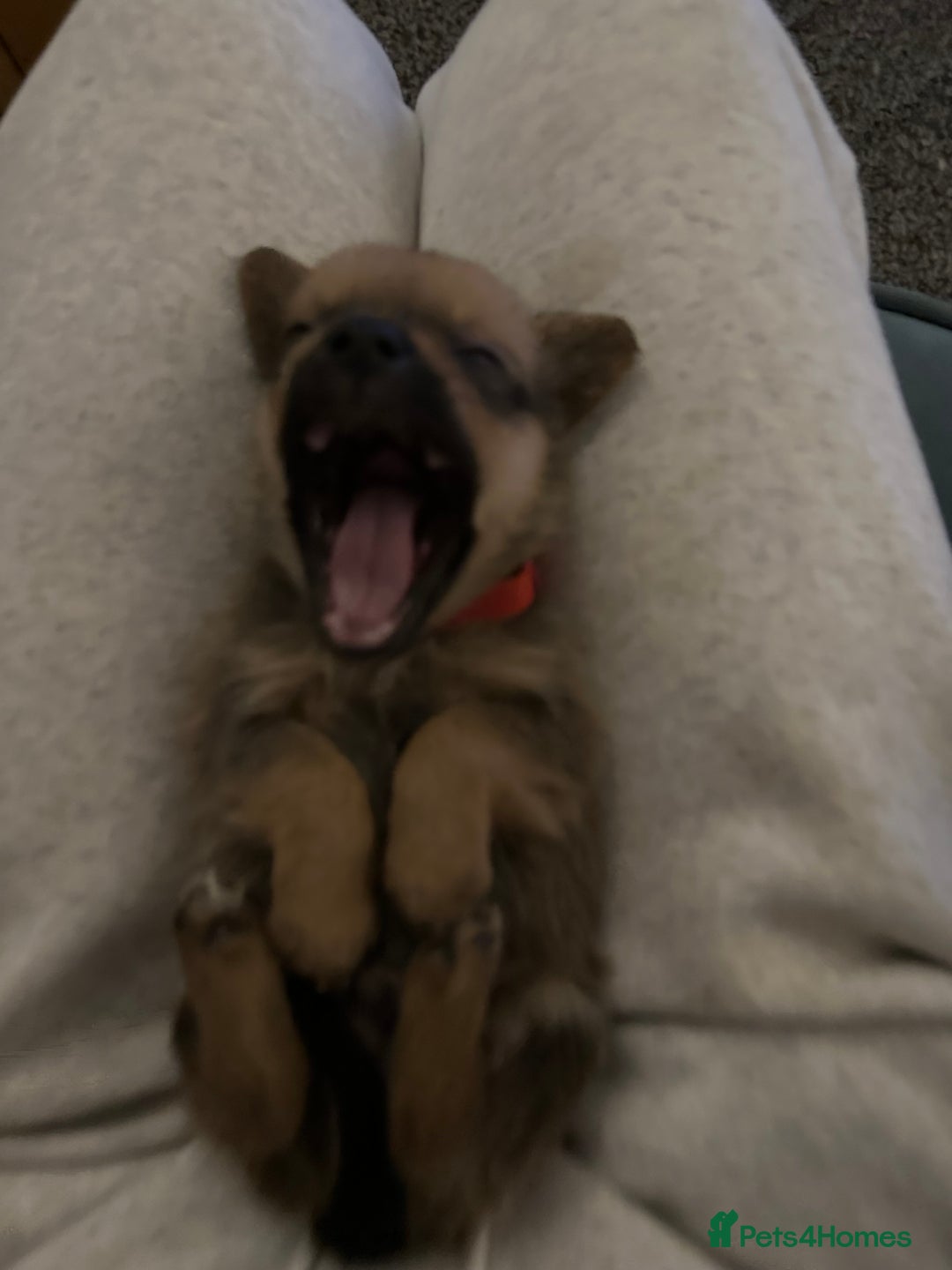 Mixed Breed dogs for sale: Dameranian Fluffballs  - Advert 13