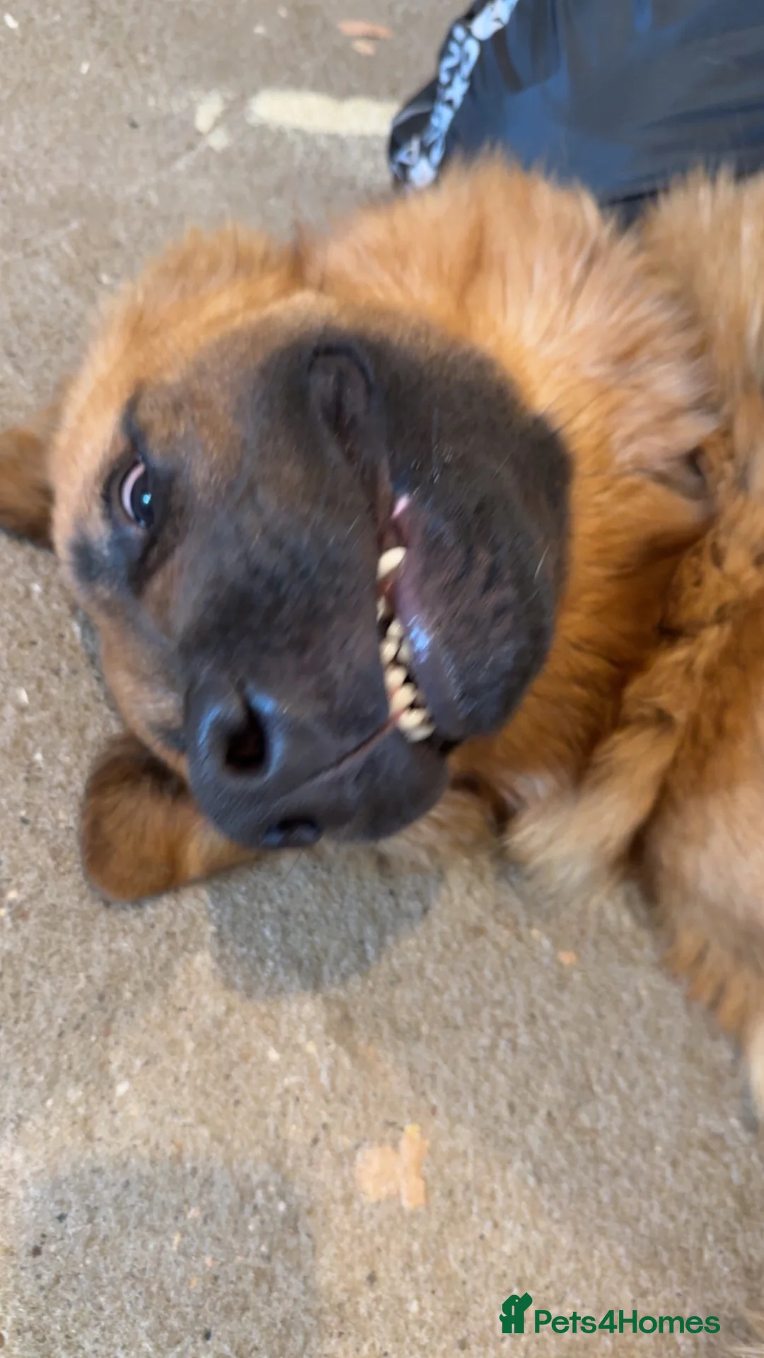 Mixed Breed dogs for sale: 1 year old male gsd  ** tiff in Melton Mowbray - Advert 2