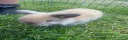 Mini Lop rabbits for sale: Beautiful mini lop rabbits  - Advert 4