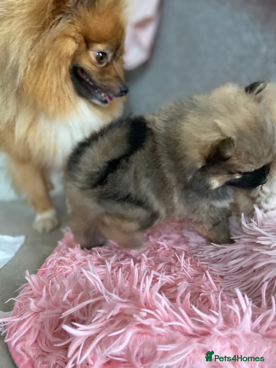Pomeranian dogs for sale: Beautiful Pomeranian puppies  - Advert 14