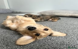 Miniature Dachshund dogs for sale: SHADED CREAM KC REG. PRA CLEAR HEALTH TESTED - Image 4