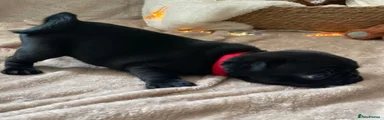 Red collar 