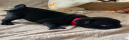 Pug dogs for sale: Six Happy & Healthy KC Pedigree Pugs - Advert 27