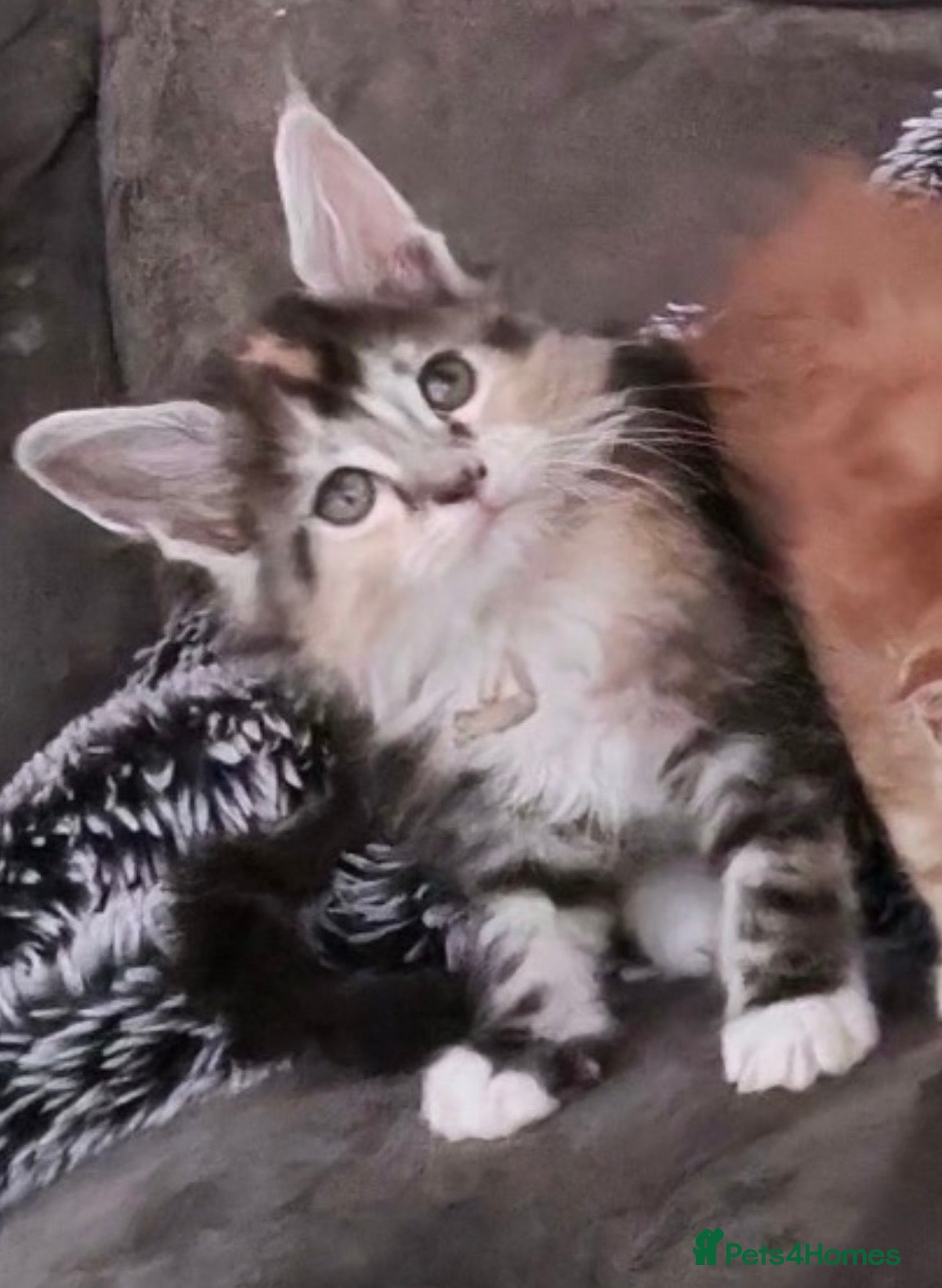 Maine Coon cats XL Maincoon kittens  - Advert 2