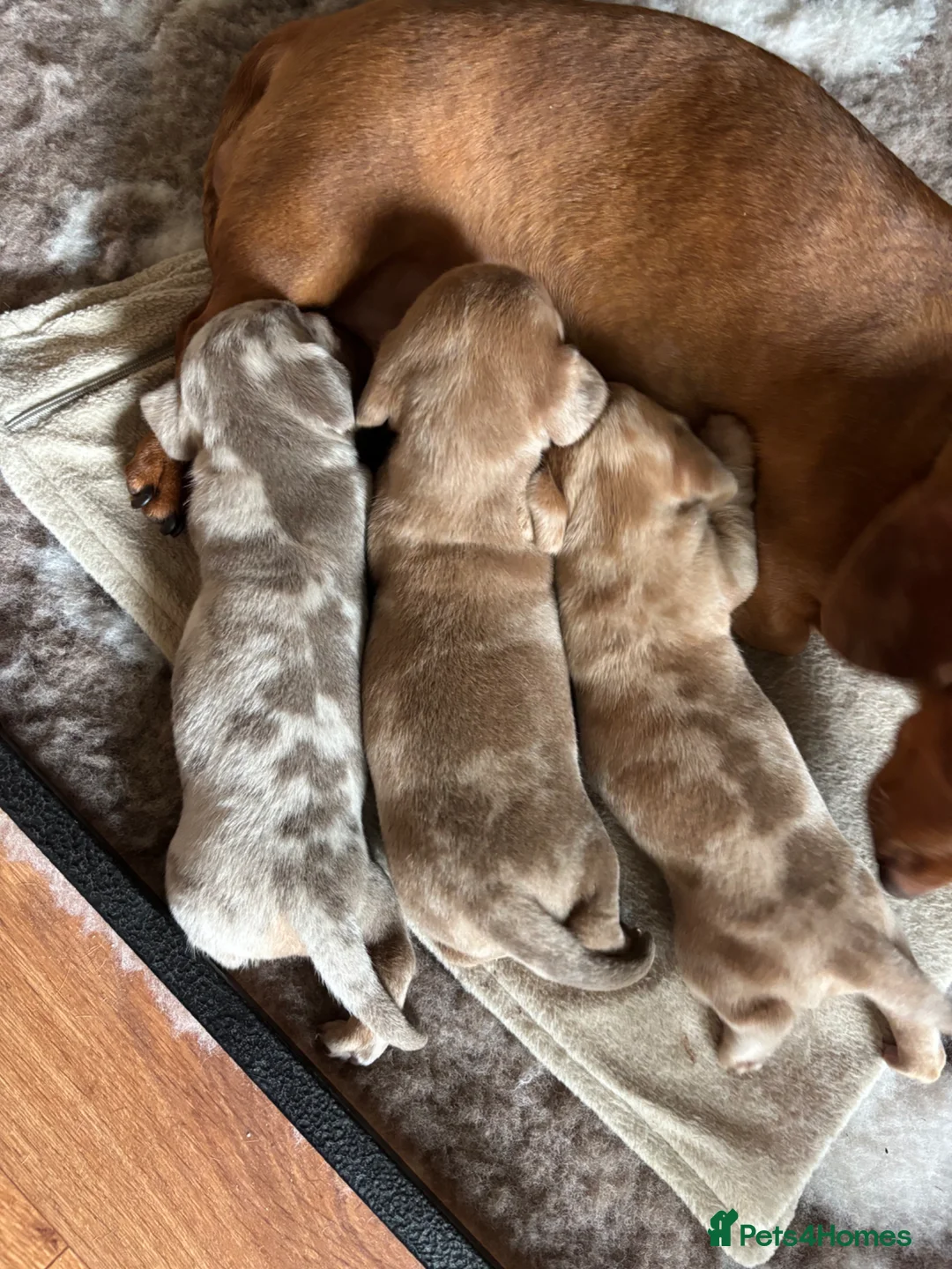 Miniature Dachshund dogs for sale: Mini Dapple Dachshund - Advert 1
