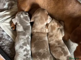 Miniature Dachshund dogs Mini Dapple Dachshund - Advert 11