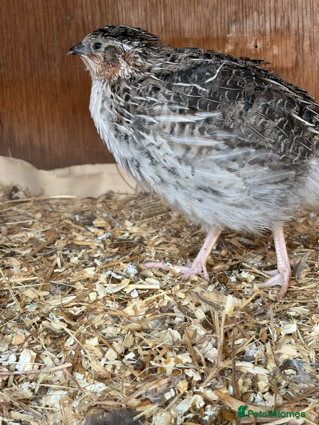 Quail poultry for sale: Young Male quail  - Advert 3