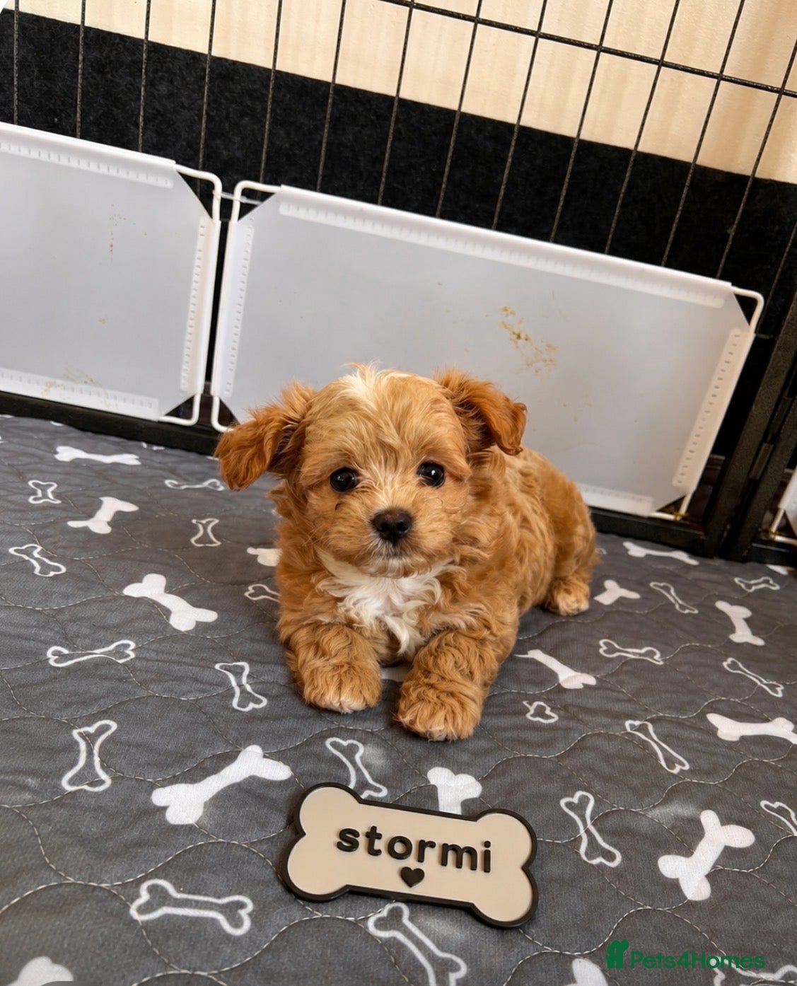 Maltipoo dogs 1 BOY LEFT (Stormi) RARE F1B Maltipoo Puppies - Advert 13