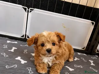 Maltipoo dogs 1 BOY LEFT (Stormi) RARE F1B Maltipoo Puppies - Advert 13