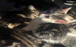 Mixed Breed cats for sale: Kittens  - Image 13