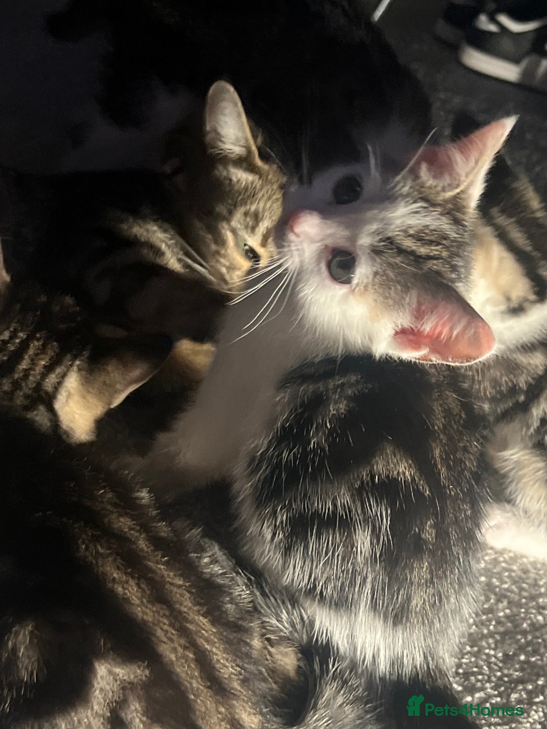 Mixed Breed cats for sale: Kittens  - Image 13