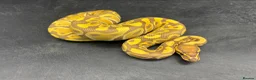 Python Snake reptiles for sale: Ball pythons for sale  - Advert 6
