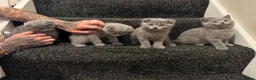 Scottish Fold cats for sale: Four Gorgeous Scottish Fold kittens READY NOW in Reading - Advert 11