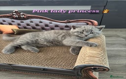 British Shorthair cats for sale: Blue British short hair kittens  in Braintree - Image 15